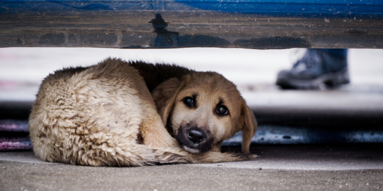 Fireworks Anxiety? Tips to Keep Your Dog Calm and Secure