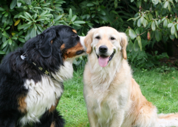 The Secrets of Canine Communication: Understanding Your Dog’s Behavior