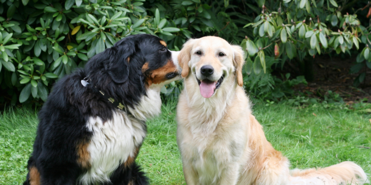 The Secrets of Canine Communication: Understanding Your Dog’s Behavior