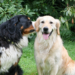 The Secrets of Canine Communication: Understanding Your Dog’s Behavior