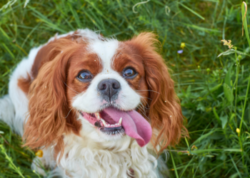 Top Medium-Sized Breeds for Apartment Dogs: Happy and Home-Friendly