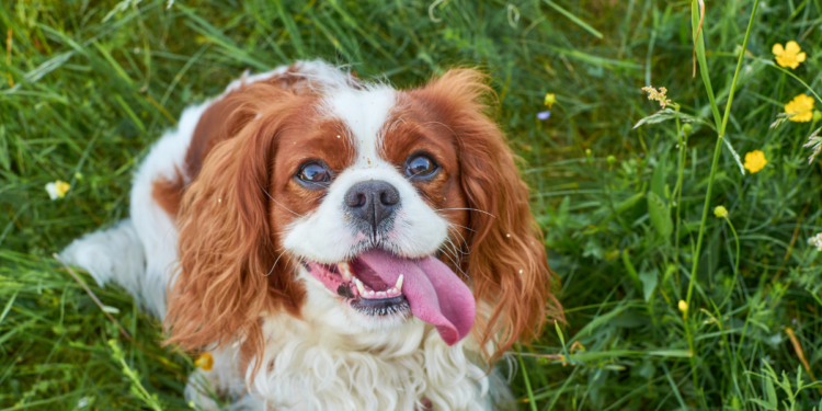 Top Medium-Sized Breeds for Apartment Dogs: Happy and Home-Friendly