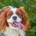 Top Medium-Sized Breeds for Apartment Dogs: Happy and Home-Friendly