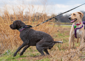 Conquer Your Canine’s Pulling Power: The Ultimate Guide to Harness Training