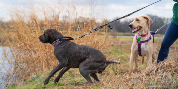 Conquer Your Canine’s Pulling Power: The Ultimate Guide to Harness Training
