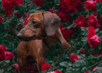 Unleashing Harmony: A Guide to Solving Common Dog Behavior Issues