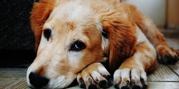 The Power of Positive Reinforcement: Understanding and Influencing Your Dog’s Behavior