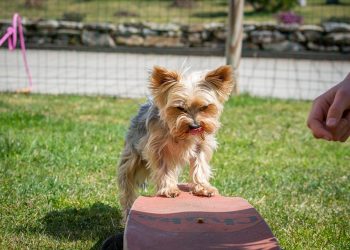 Mastering the Art of Dog Potty Training: Find the Best Resources Near You