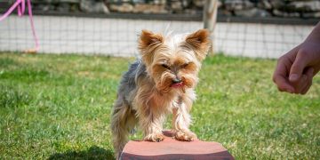 Mastering the Art of Dog Potty Training: Find the Best Resources Near You