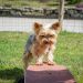 Mastering the Art of Dog Potty Training: Find the Best Resources Near You