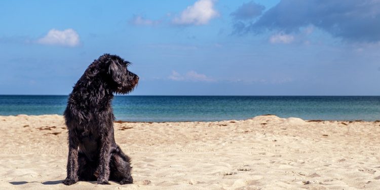 Top 10 Apartment Pups: The Best Dog Breeds for Independent Living