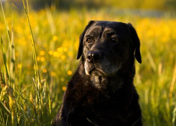 Top 10 Best Apartment Dogs: Small Breeds Perfect for Your Urban Lifestyle