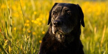 Top 10 Best Apartment Dogs: Small Breeds Perfect for Your Urban Lifestyle