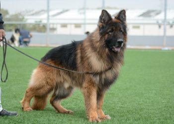 Walk, Jog, and Explore with Ease: Hands-Free Dog Leashes for On-the-Go Pet Parents