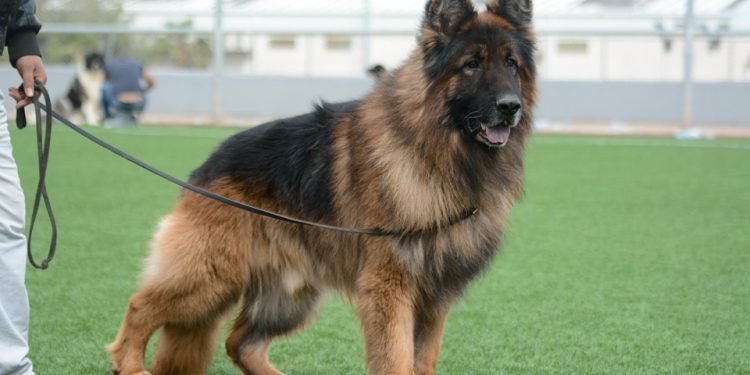 Walk, Jog, and Explore with Ease: Hands-Free Dog Leashes for On-the-Go Pet Parents