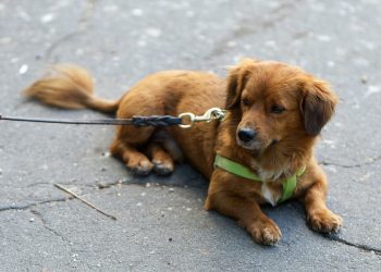 Unleash the Potential: The Power of Proper Leash Training for Your Pup