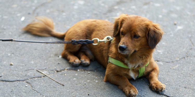 Unleash the Potential: The Power of Proper Leash Training for Your Pup