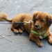 Unleash the Potential: The Power of Proper Leash Training for Your Pup