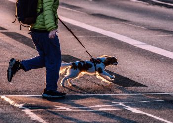 Unleash the Adventure: The Ultimate Guide to Rope Dog Leashes
