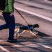 Unleash the Adventure: The Ultimate Guide to Rope Dog Leashes