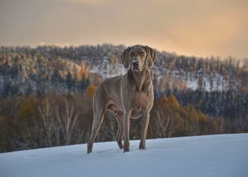 Top 5 Medium-Sized Dogs Perfect for Apartment Living