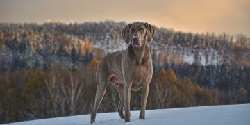 Top 5 Medium-Sized Dogs Perfect for Apartment Living