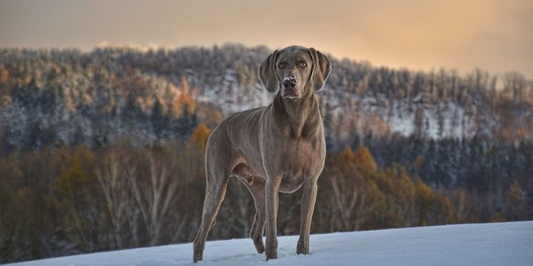 Top 5 Medium-Sized Dogs Perfect for Apartment Living