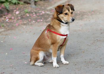 Unleashing the Bond: A Guide to Building a Strong Relationship with Your Dog and Lead Training