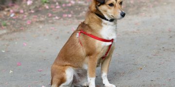 Unleashing the Bond: A Guide to Building a Strong Relationship with Your Dog and Lead Training