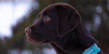 Unleashing the Canine Cure: Tackling Dog Behavior Problems with Effective Solutions