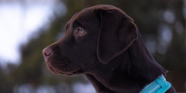 Unleashing the Canine Cure: Tackling Dog Behavior Problems with Effective Solutions