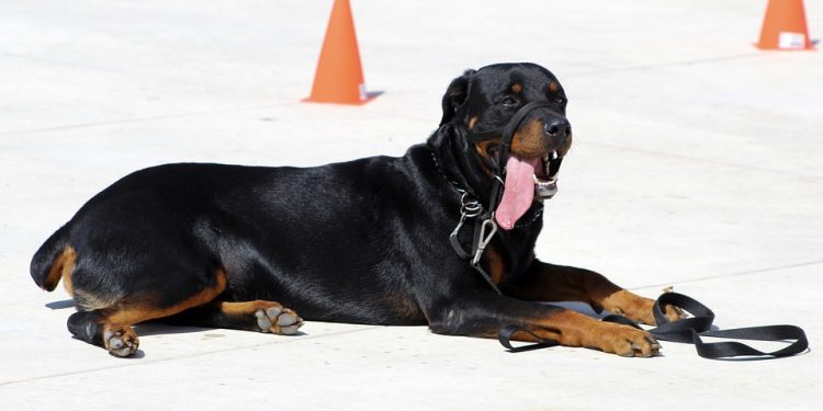 Mastering Manners: The Ultimate Guide to Dog Behavior Training