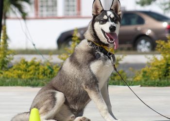 Pawsitively Perfect: Finding the Best Dog Training Schools Near You