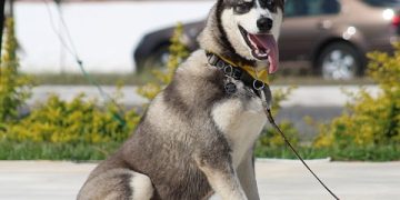 Pawsitively Perfect: Finding the Best Dog Training Schools Near You