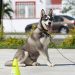 Pawsitively Perfect: Finding the Best Dog Training Schools Near You
