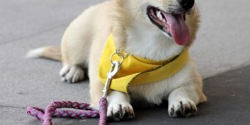 Master Your Mutt: Unleash Your Dog’s Potential through Top-rated Training Classes Near You