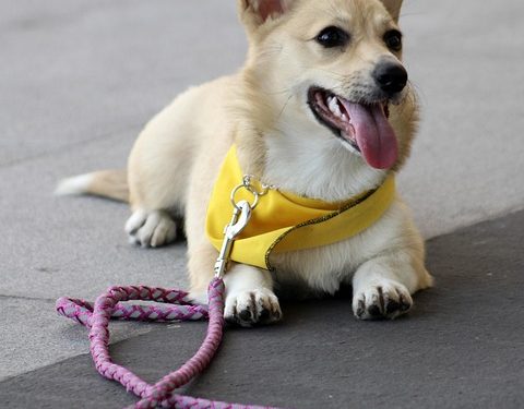 Master Your Mutt: Unleash Your Dog’s Potential through Top-rated Training Classes Near You