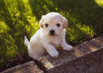 Laid-Back Companions: The Top Apartment Dogs for Independence