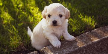 Laid-Back Companions: The Top Apartment Dogs for Independence