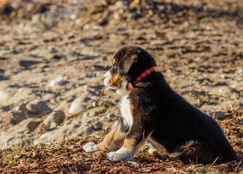 Top 10 Hypoallergenic Apartment Pups: The Best Low-Shedding Dogs for Your Urban Lifestyle