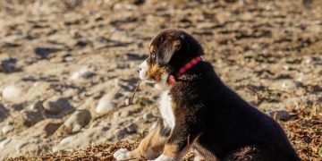 Top 10 Hypoallergenic Apartment Pups: The Best Low-Shedding Dogs for Your Urban Lifestyle