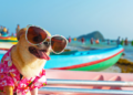 Ultimate Summer Dog Styles: Lightweight, Breathable Outfit Ideas