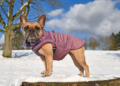 Ultimate Winter Wardrobe: Best Dog Coats and Sweaters for the Cold