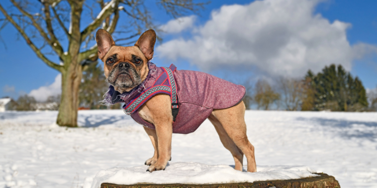 Ultimate Winter Wardrobe: Best Dog Coats and Sweaters for the Cold